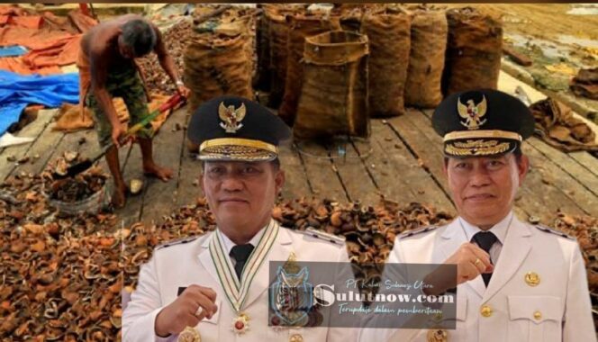 
					Petani Kelapa Berjaya di Era Yulius-Victor, Harga Kopra Tembus Rp 20 Ribuan Perkilo